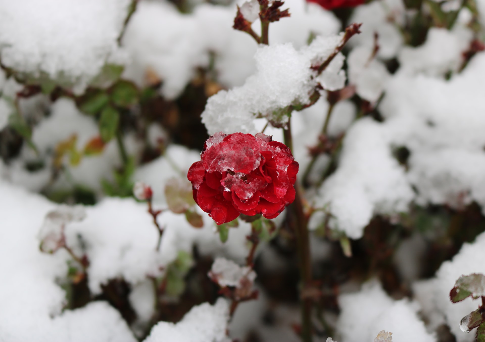 Quelles Fleurs De Cimetière Ne Gèlent Pas L'Hiver ?